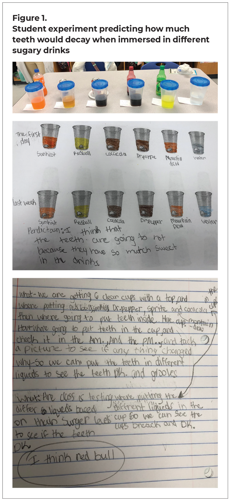 This figure shows students' work in an experiment predicting how much teeth would decay when immersed in different sugary drinks. A photograph shows the sealed cups of soft drink. A student makes predictions on a chart showing the cups. And a students' journal entry shows the students' description of the experiment.