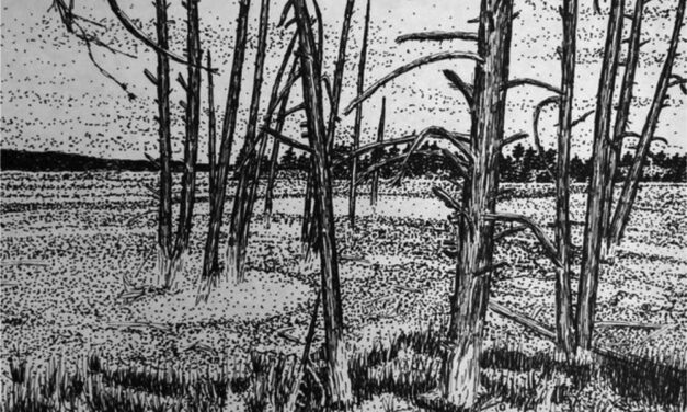 Bobby sock trees of Yellowstone