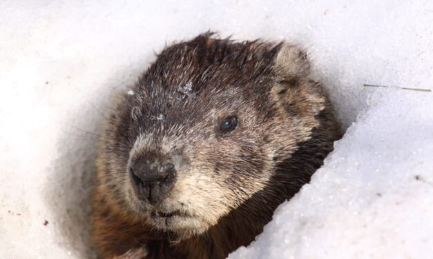 Teacher stuck in “Groundhog Day time loop”