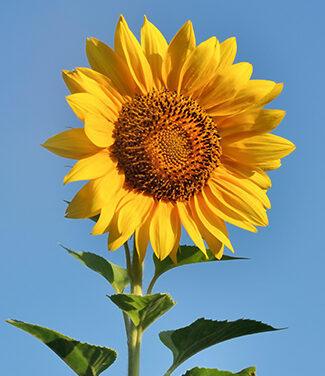 Stay cool this summer with KappanOnline