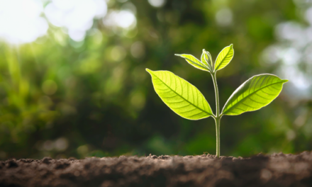 Partnering for innovation and growth: Shaun Nelms