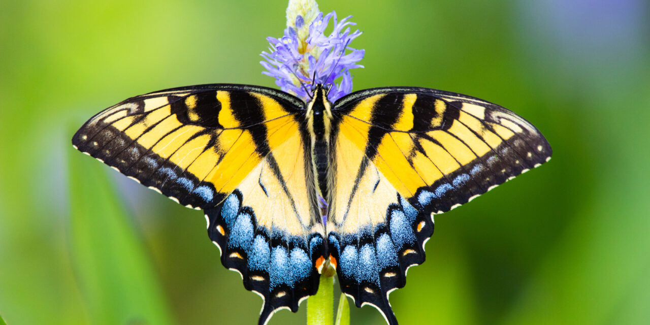 What does it take to make a teacher?