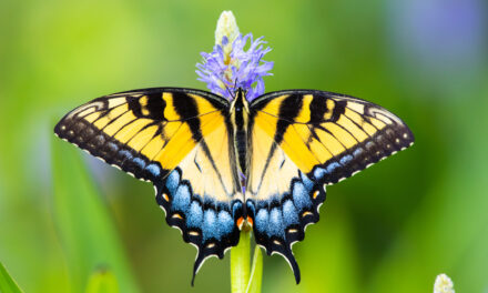 What does it take to make a teacher?