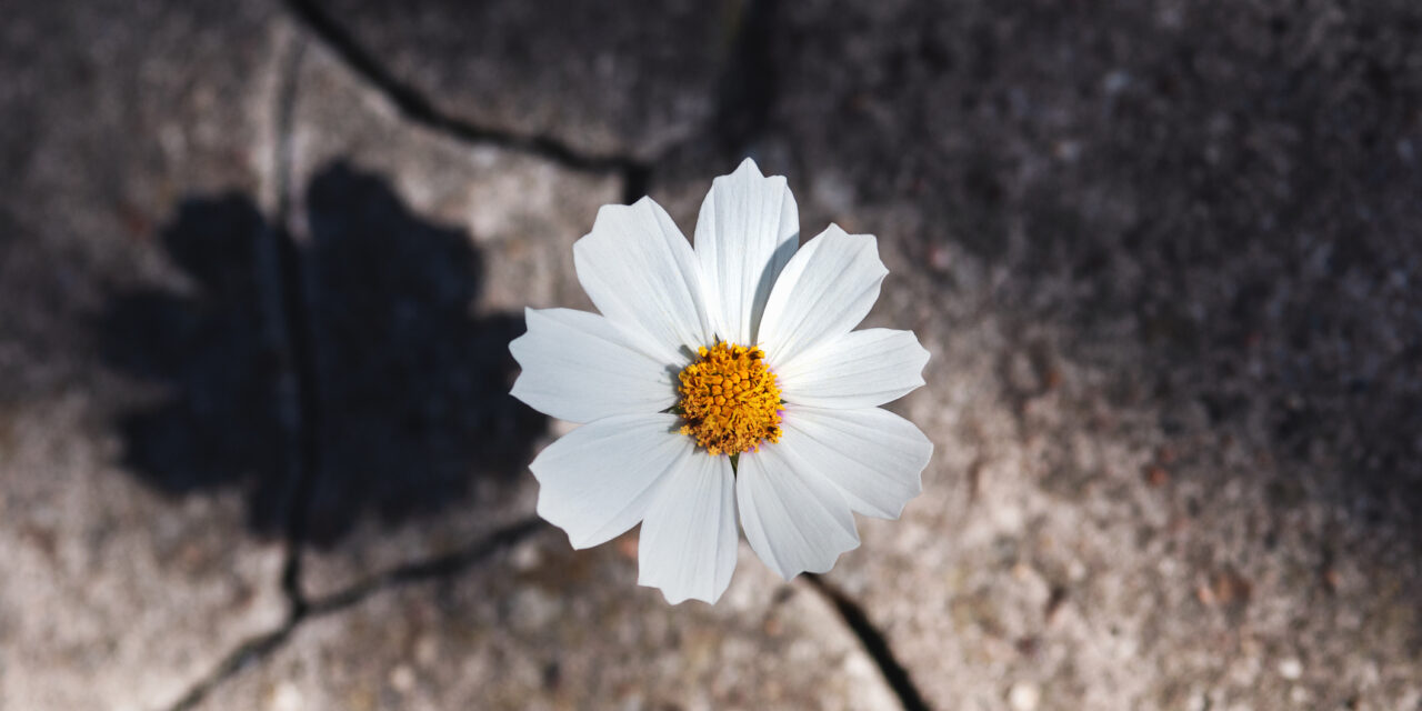 Academic resilience and education governance in a post-pandemic world