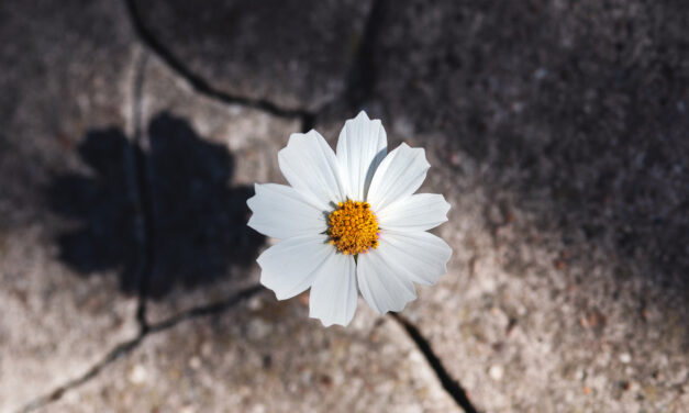 Academic resilience and education governance in a post-pandemic world